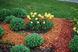 Using different colours of mulch together can be very effective