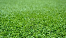 Turf