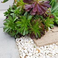 Cowra White Pebbles contrast against green or red foliage