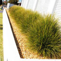 Cowra Gold always looks great against green foliage