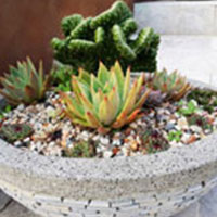 River pebbles in a natural stone pot with succulents
