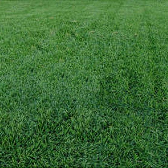 Turf Sapphire Soft Buffalo m2 (1.7x0.6m)