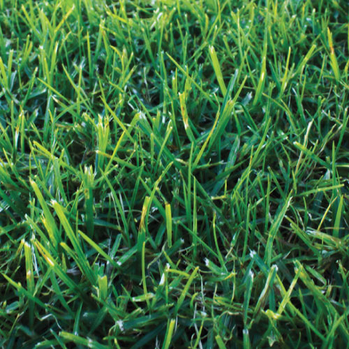 Turf Eureka Kikuyu m2 (1.7x0.6m)