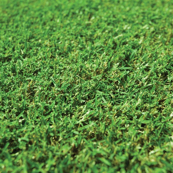 Turf Nullarbor Couch m2 (1.7x.6m)