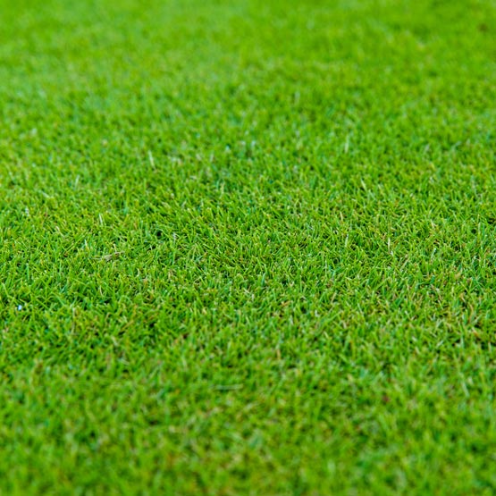 Turf Sir Grange Zoysia m2 (1.7mx.6m)